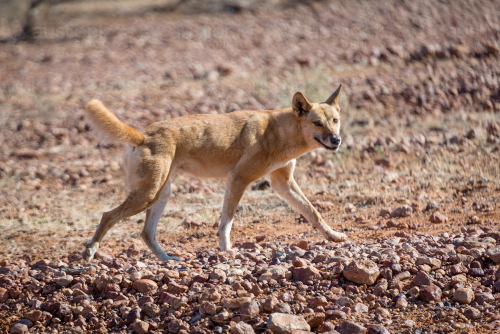 Dingo walking across a rocky outback landscape. - Australian Stock Image