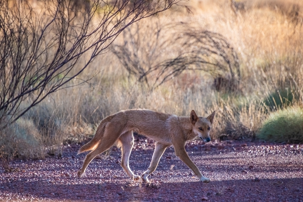 Dingo walking past a campsite in the outback. - Australian Stock Image