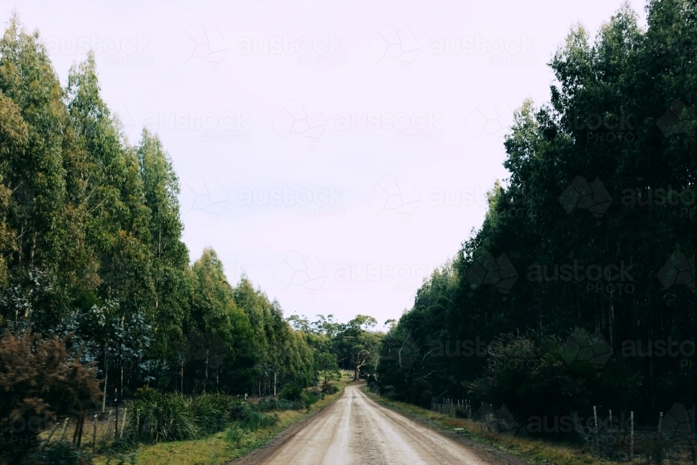 Dirt road through a forest - Australian Stock Image