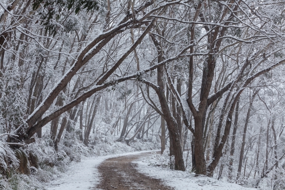 Dirt road through forest after snowfall - Australian Stock Image