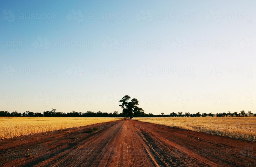 Dirt road through wheat farms. - Australian Stock Image