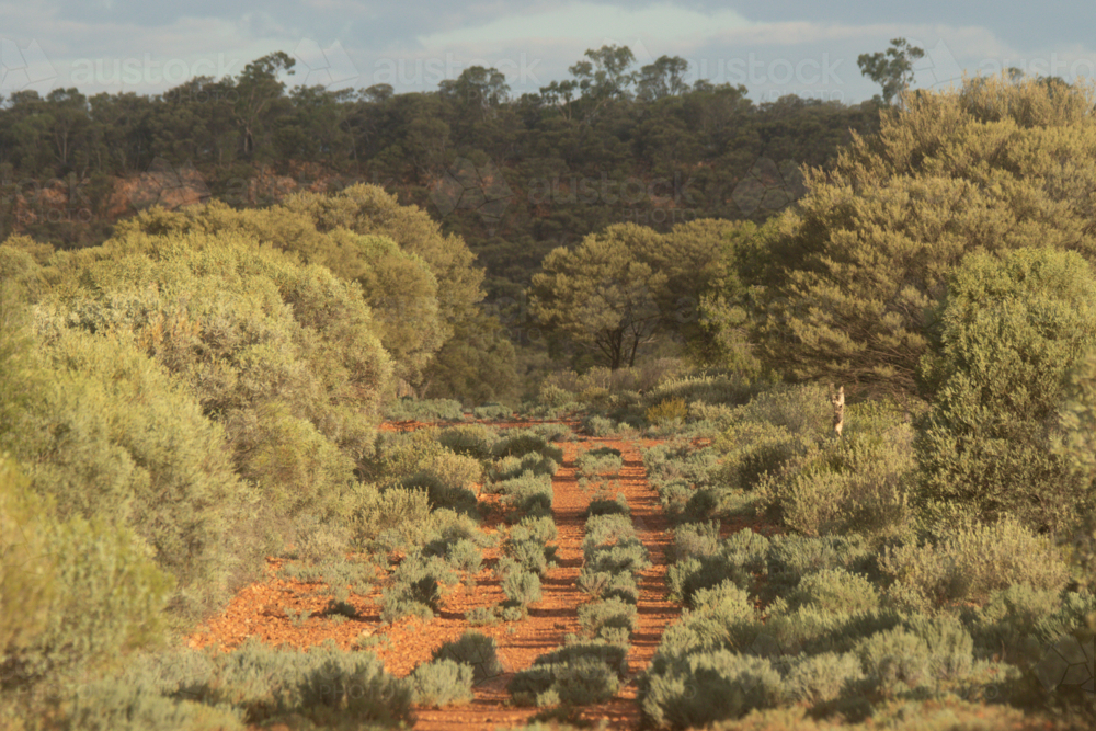 Dirt track lined with native bush - Australian Stock Image