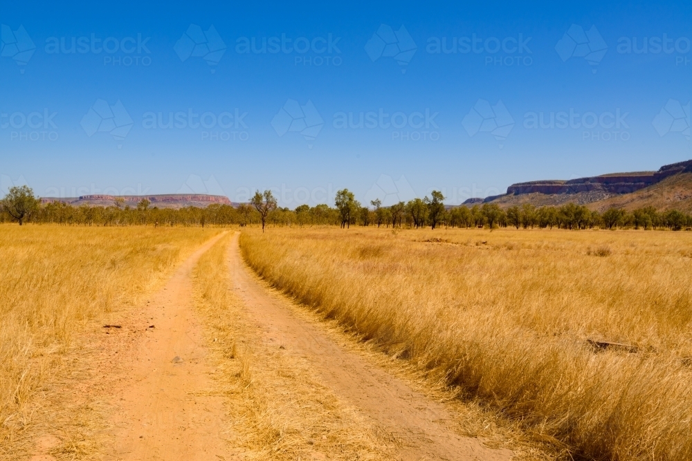 Dirt track through straw coloured savannah grasses with low purple range int the background - Australian Stock Image