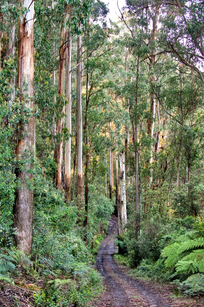 Dirt track winding through dense mountain ash forest in dappled afternoon light. - Australian Stock Image