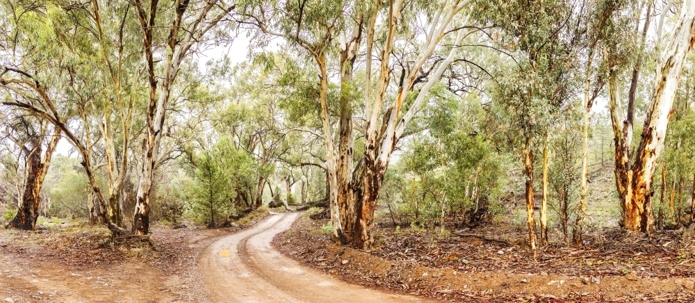 Dirt track winding through gum trees - Australian Stock Image