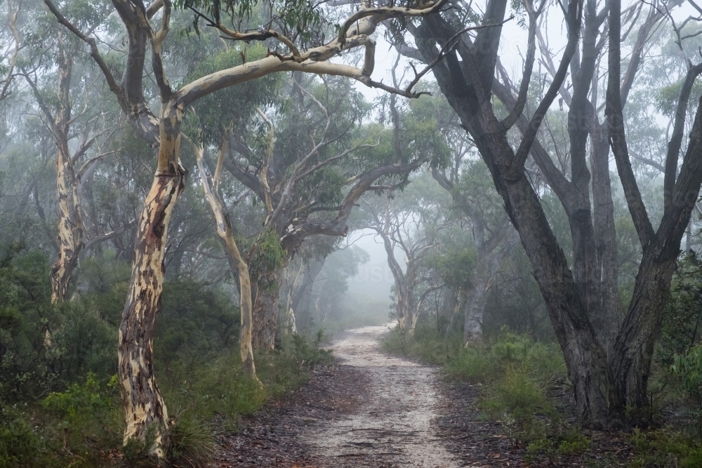 Dirt track winding through misty forest - Australian Stock Image