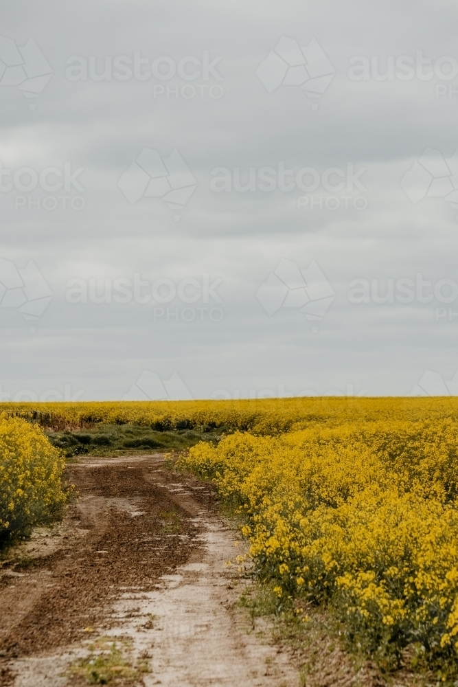 Dirt track winds through Canola crop. - Australian Stock Image