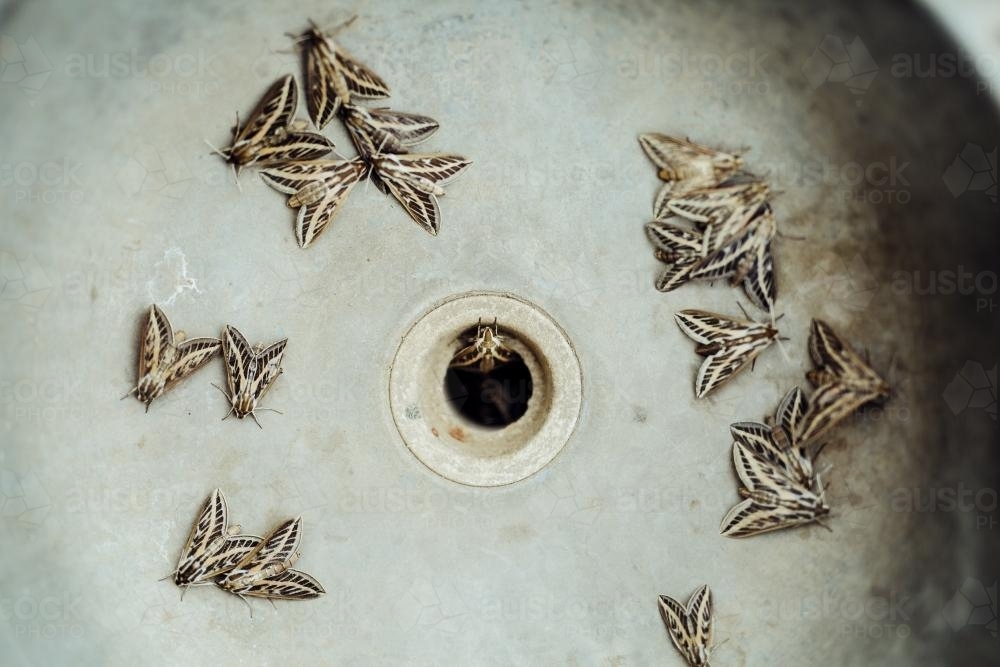 Dirty drain filled with wild moths - Australian Stock Image