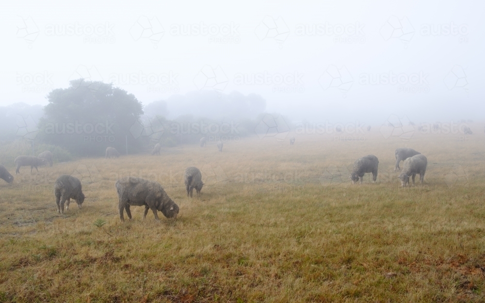 Dirty Sheep Grazing in a Foggy Paddock in Tasmania - Australian Stock Image