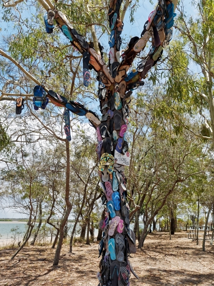 Discarded thongs flip flops and shoes nailed to a coastal tree - Australian Stock Image