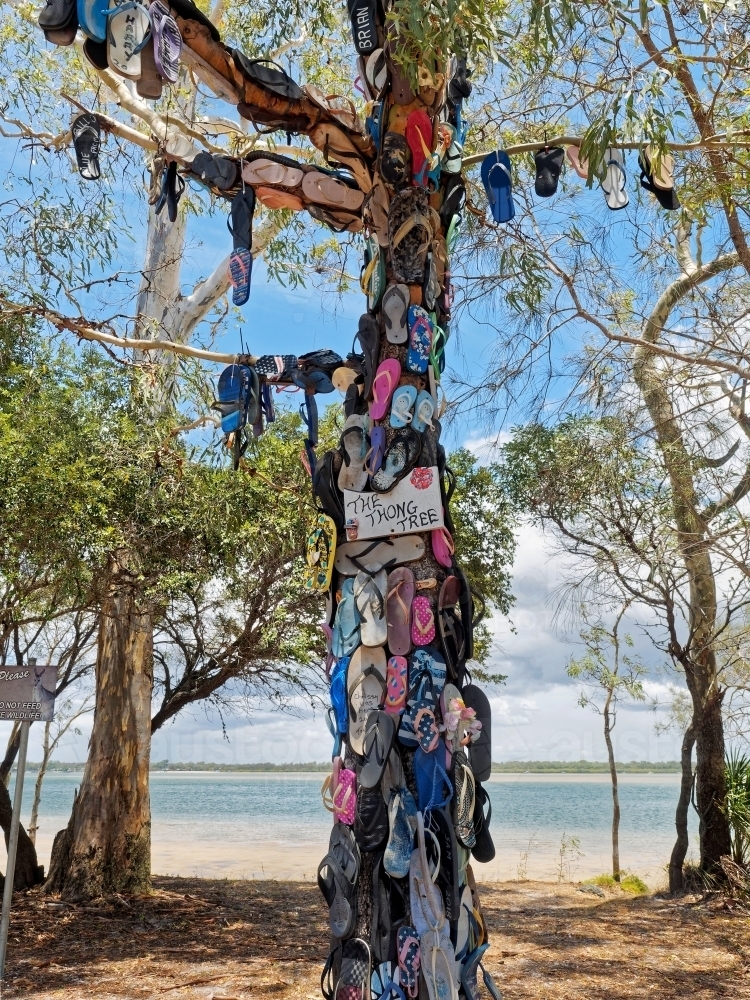 Discarded thongs flip flops floppies and shoes nailed to a tall coastal tree - Australian Stock Image