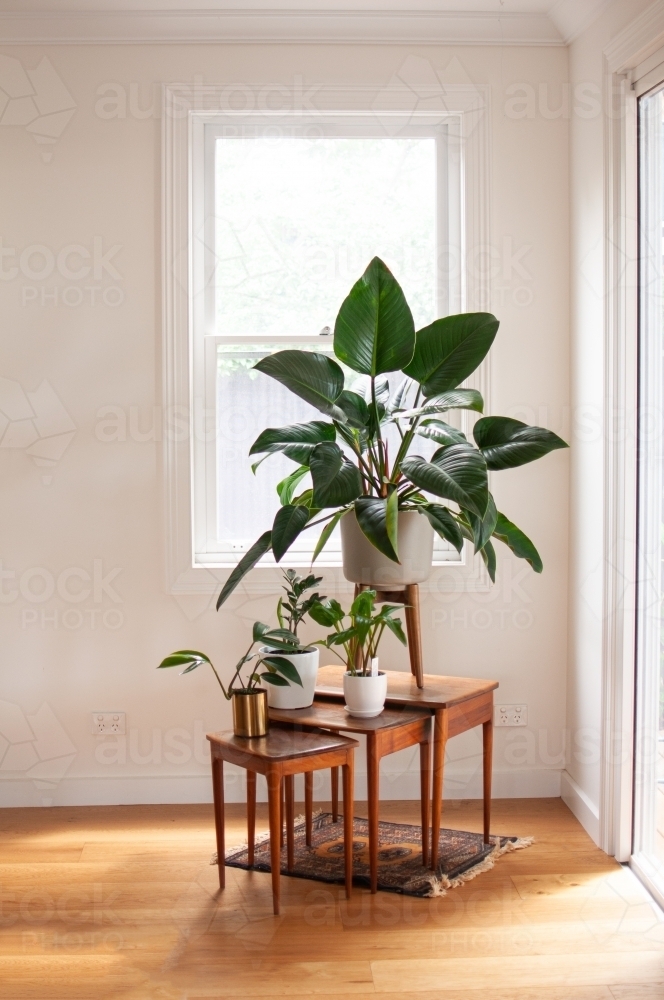 Display of house plants in front of window - Australian Stock Image