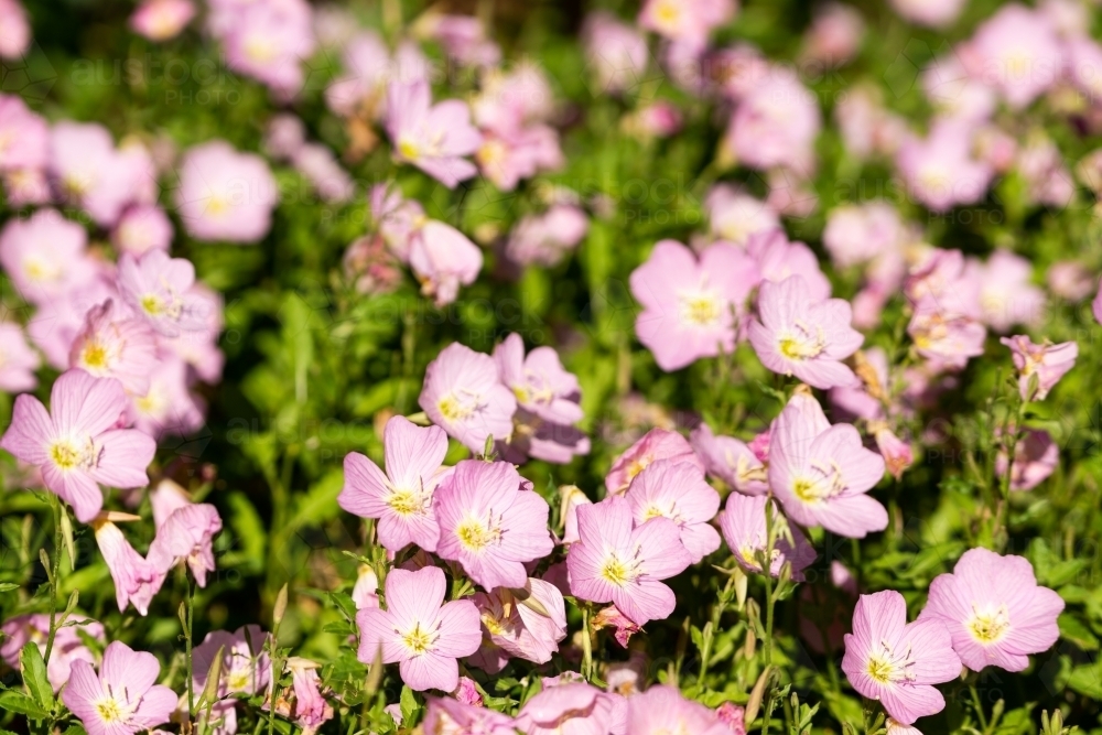 Display of pink flowers with green leaves with blur - Australian Stock Image
