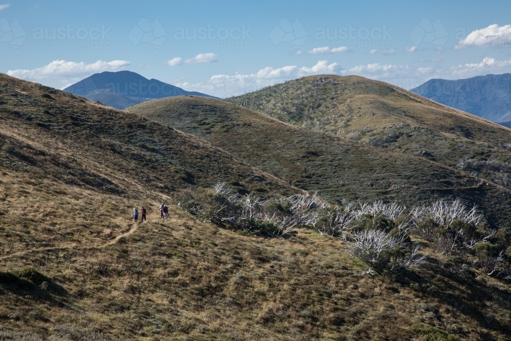 Distant bushwalkers on a track in the high country, Victorian Alps - Australian Stock Image