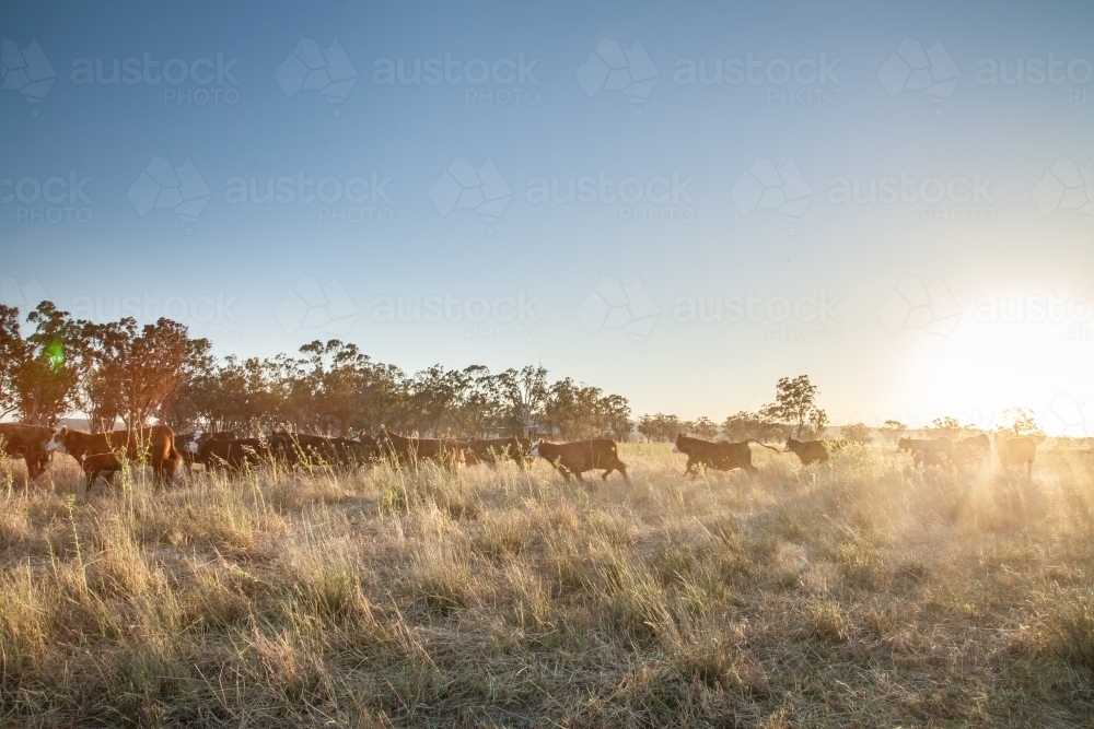 Distant herd of cattle run through grassy paddock at sunset - Australian Stock Image