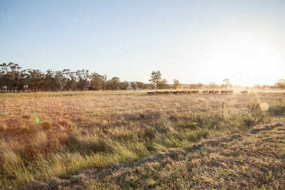 Image of Distant herd of cattle run through grassy paddock at sunset ...
