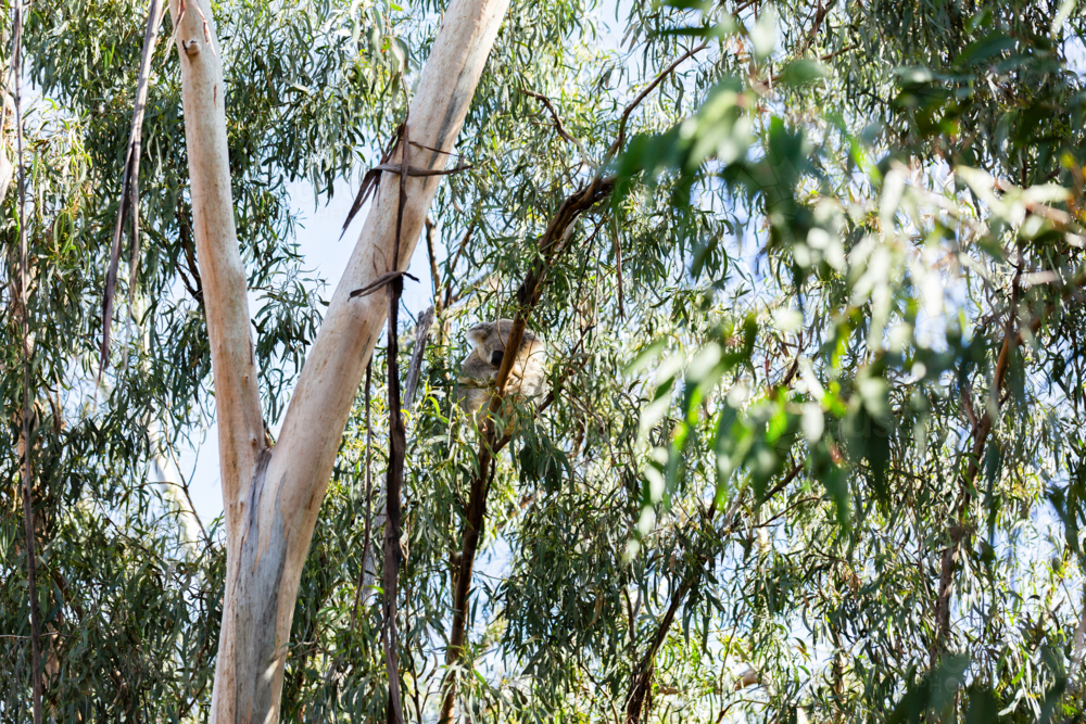 Distant sleepy koala animal on branch of gum tree among eucalyptus leaves - Australian Stock Image