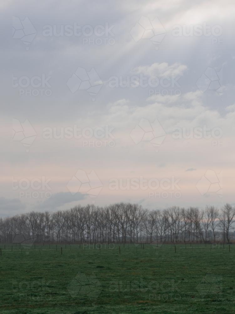 Distant Trees on a Farm - Australian Stock Image
