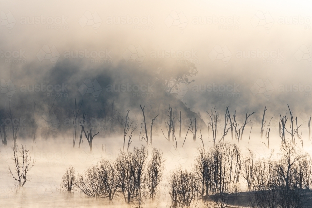 Distant view of dead trees in a lake emerging from a thick morning fog - Australian Stock Image