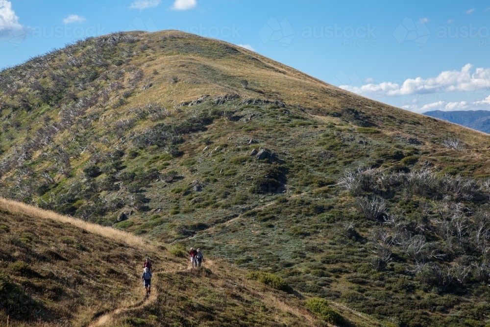 Distant walkers on winding track above the treeline in Victorian Alps - Australian Stock Image