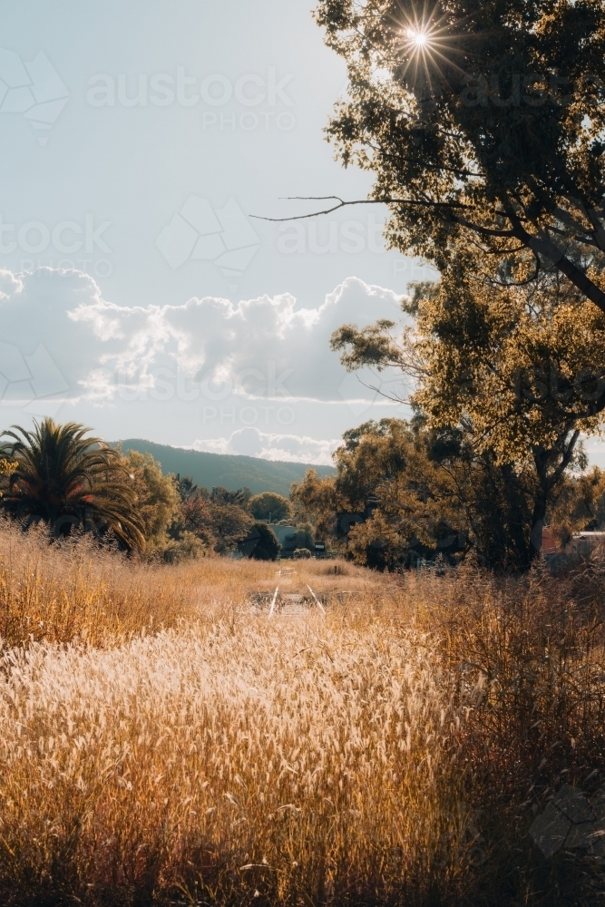 Disused train tracks overgrown with long grass at the Mudgee Railway Station - Australian Stock Image