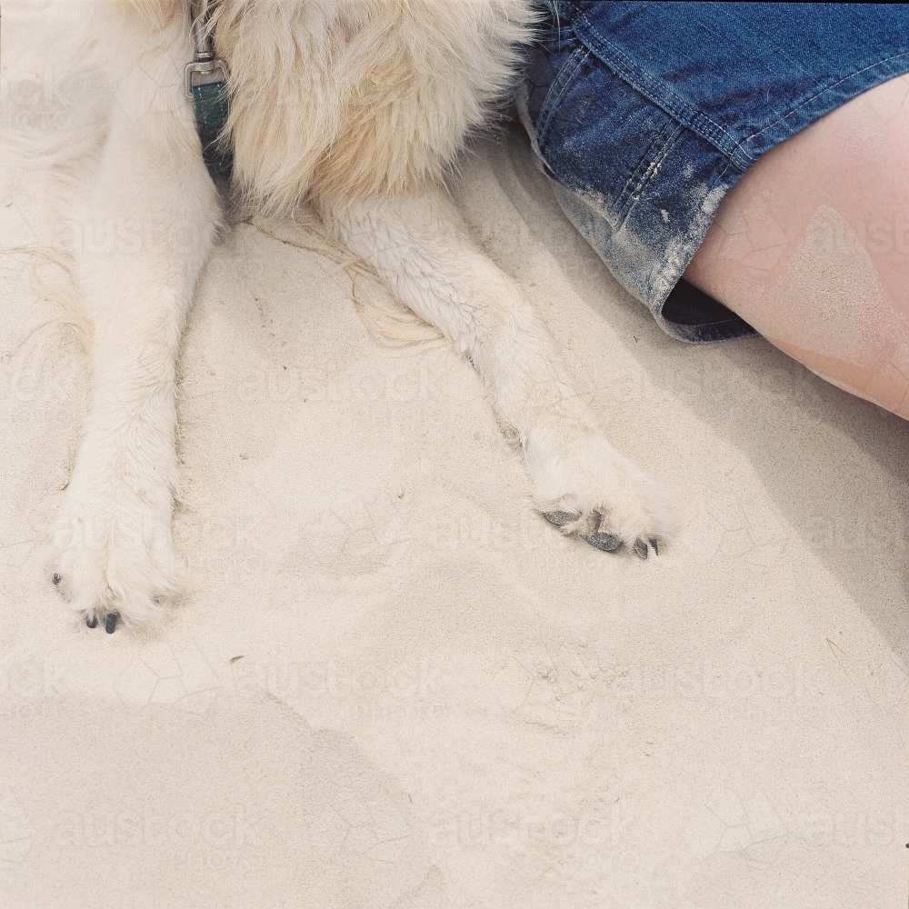 Dog and Girl at Beach - Australian Stock Image