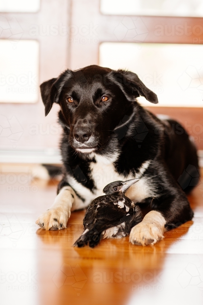 Dog and Magpie - Australian Stock Image