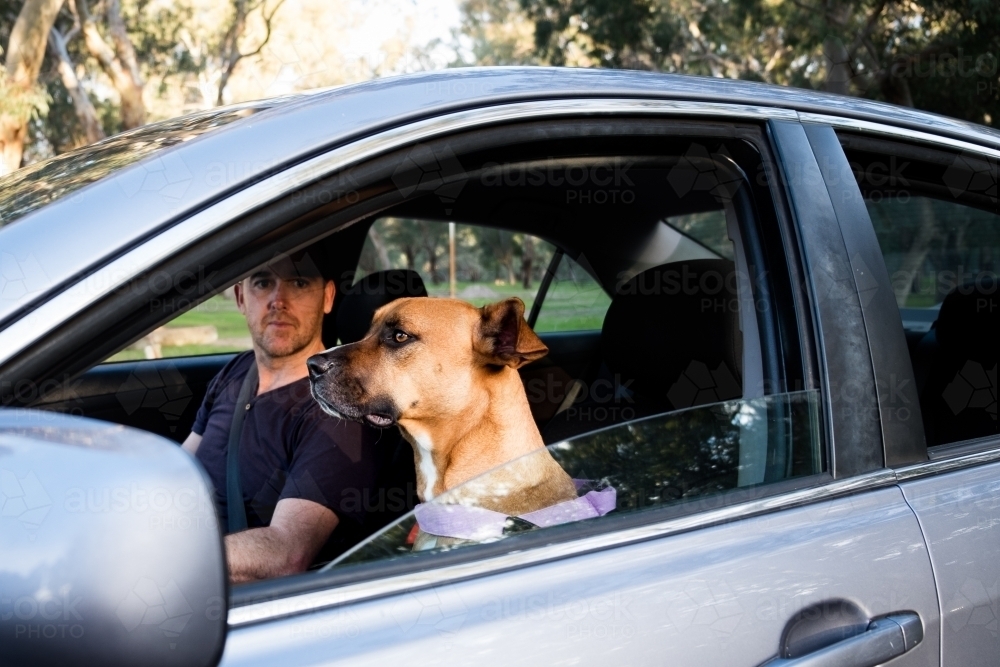 Dog and smiling man sitting in silver car looking out window ready for road trip - Australian Stock Image