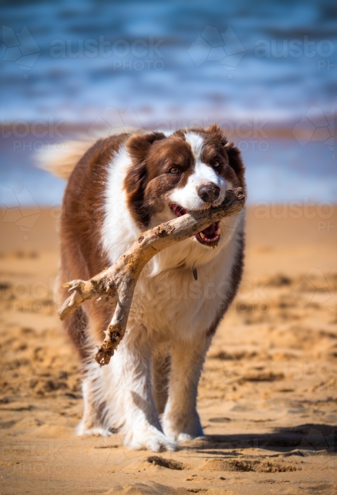 Dog at the Beach with a Stick - Australian Stock Image