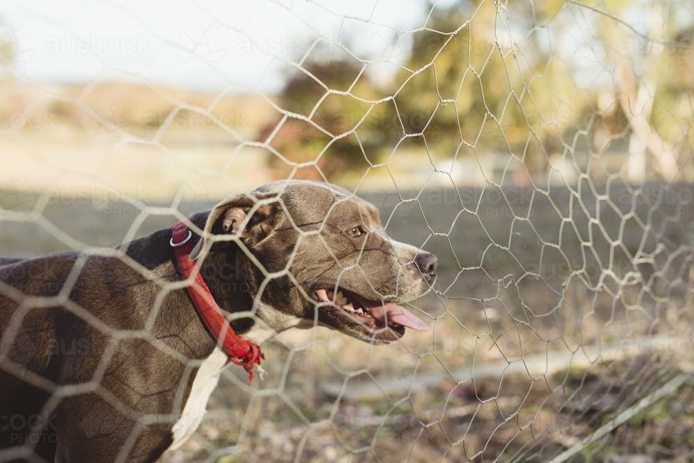 Dog behind chicken wire fence - Australian Stock Image