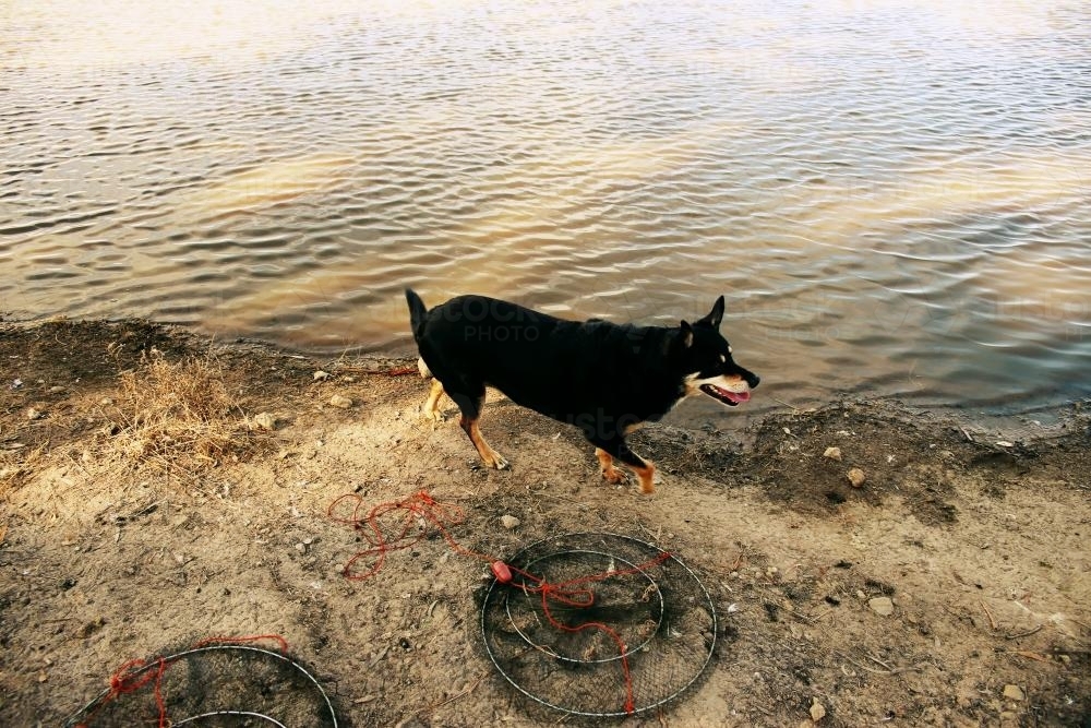 Dog by the Water - Australian Stock Image