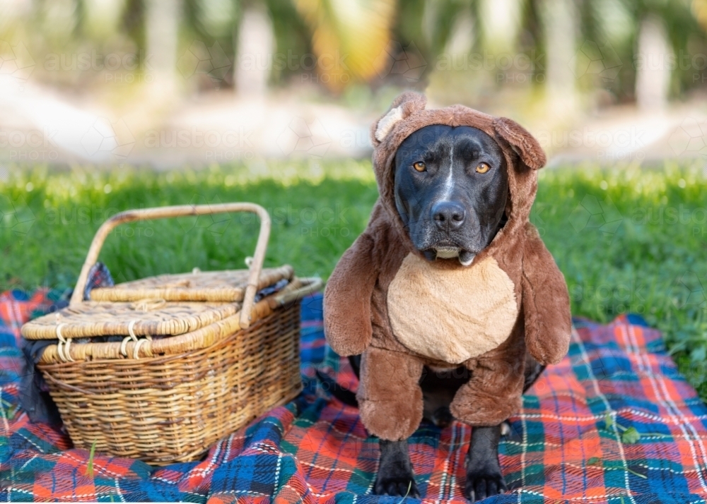 Dog dressed up for a Teddy bears picnic - Australian Stock Image
