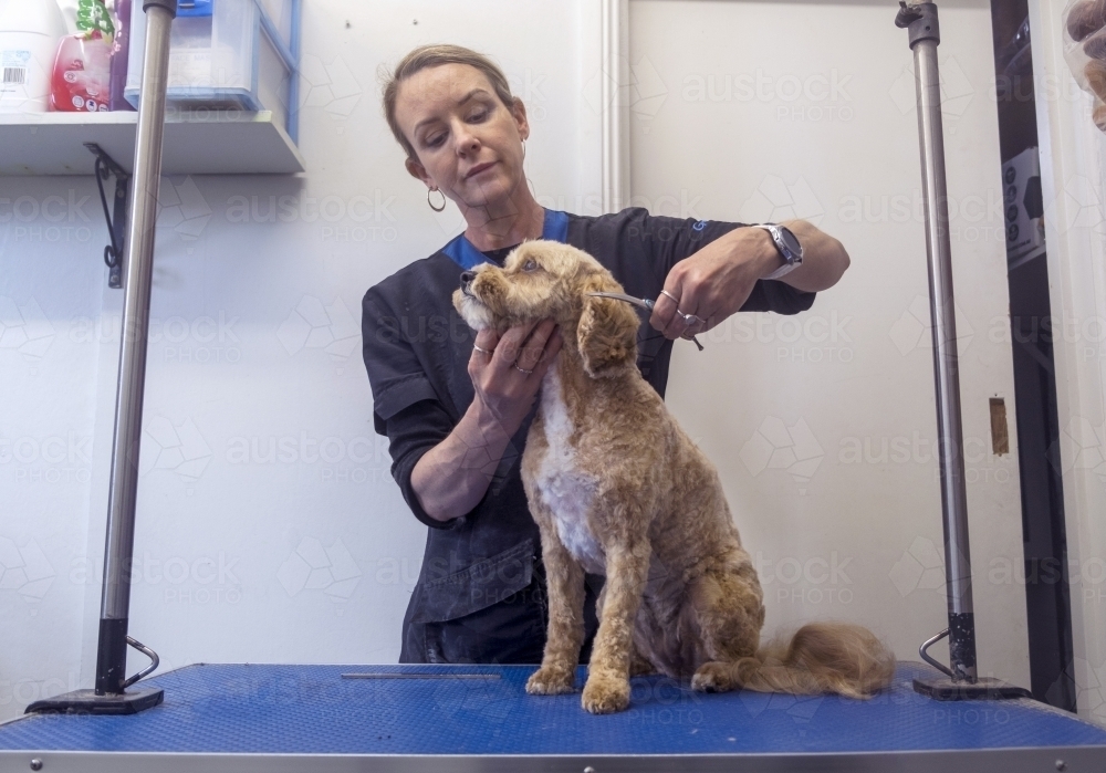 Dog grooming a cavoodle - Australian Stock Image
