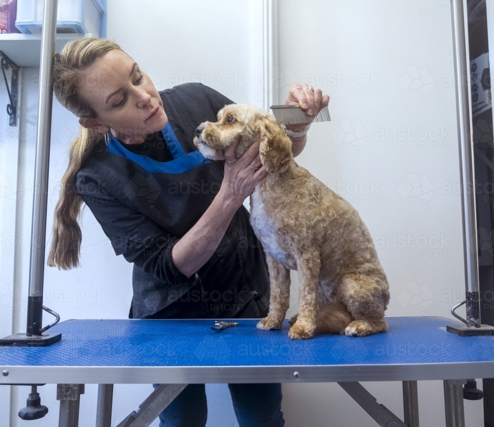Dog grooming a cavoodle - Australian Stock Image