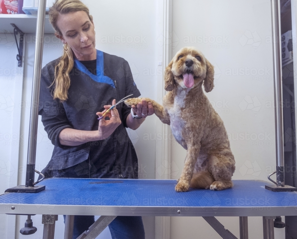 Dog grooming a cavoodle - Australian Stock Image