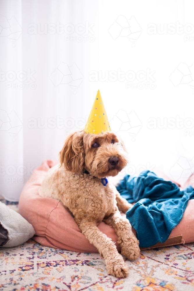 dog in a party hat lying down - Australian Stock Image