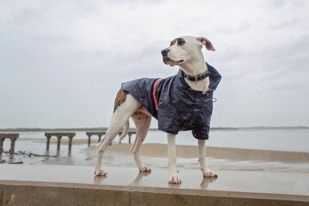 dog in a raincoat in the rain - Australian Stock Image