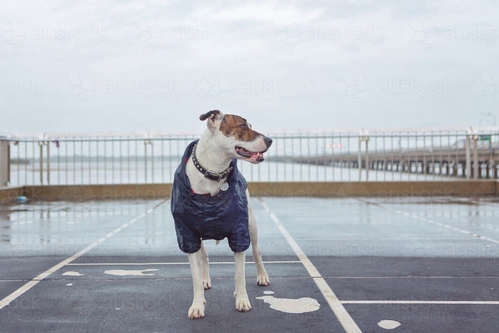dog in a raincoat in the rain - Australian Stock Image