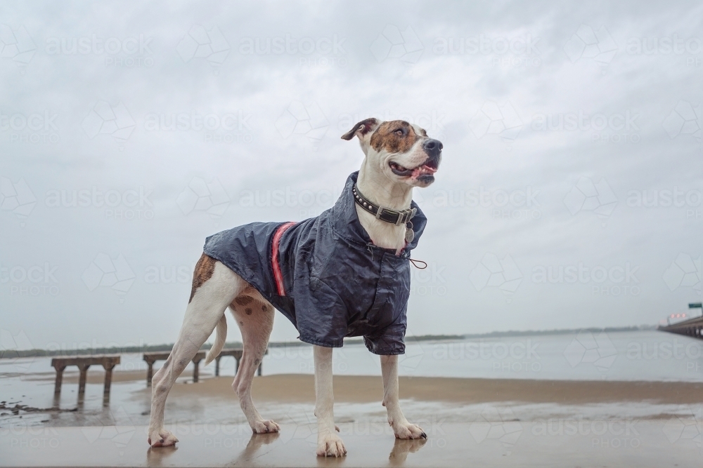 dog in a raincoat in the rain - Australian Stock Image