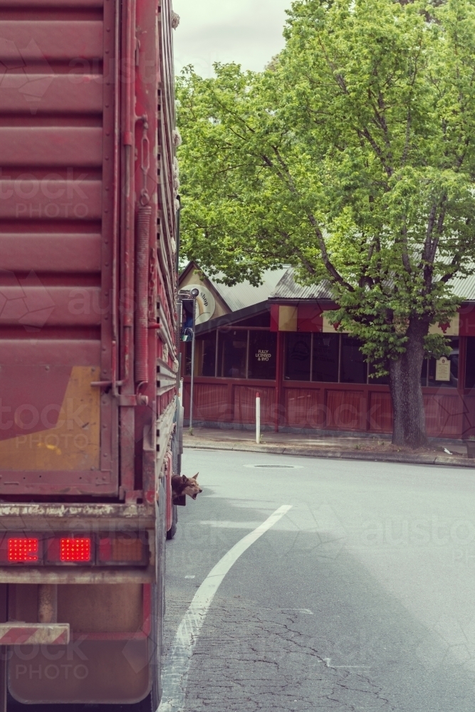 dog in a special compartment under a truck - Australian Stock Image