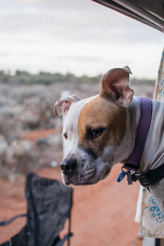 Dog in camper van staring out window - Australian Stock Image