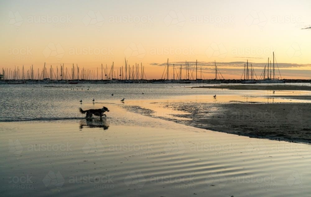 Dog in Shallows at St Kilda Beach - Australian Stock Image