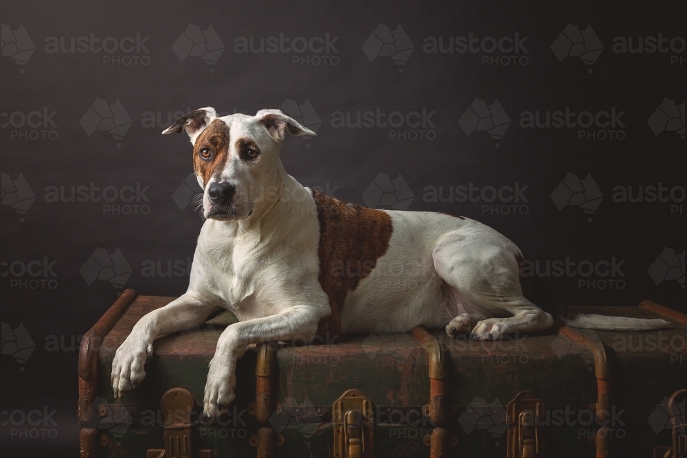 Dog in studio setting - Australian Stock Image