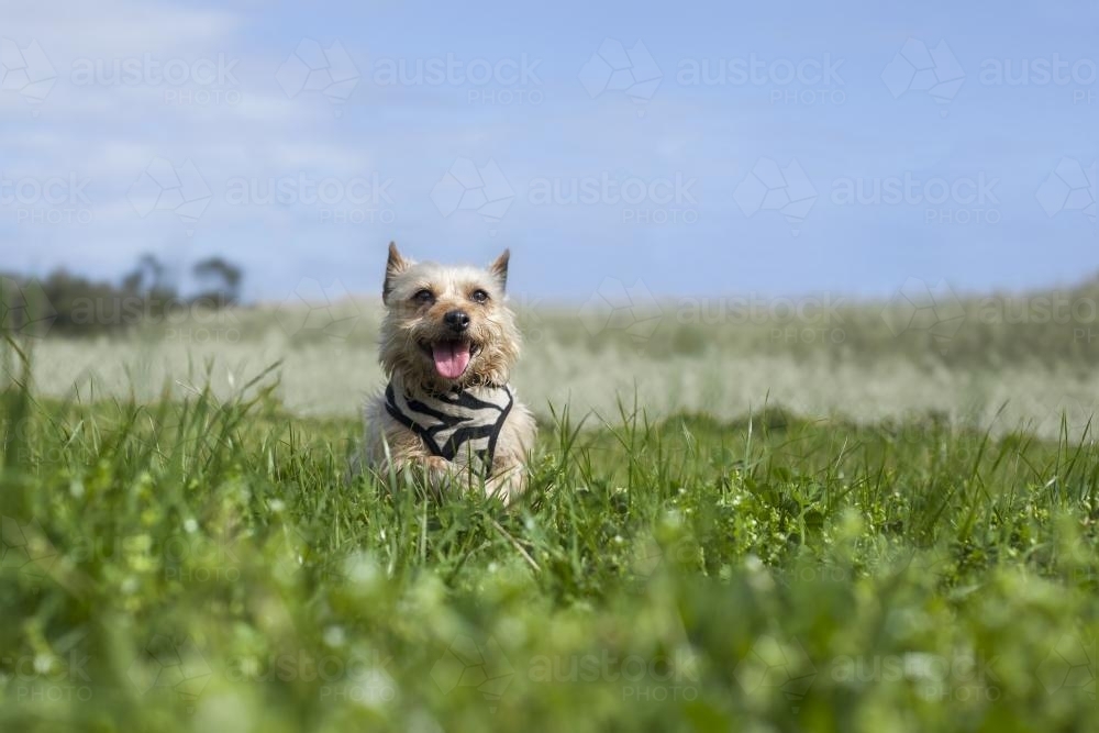 Dog jumping in field of grass - Australian Stock Image