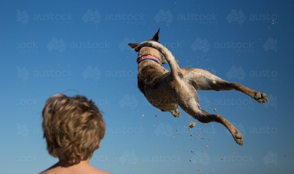 Dog jumping in the air - Australian Stock Image