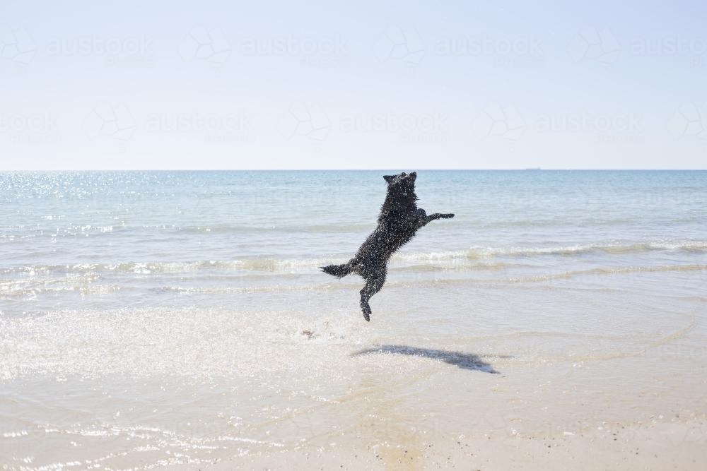 Dog jumping in the ocean - Australian Stock Image