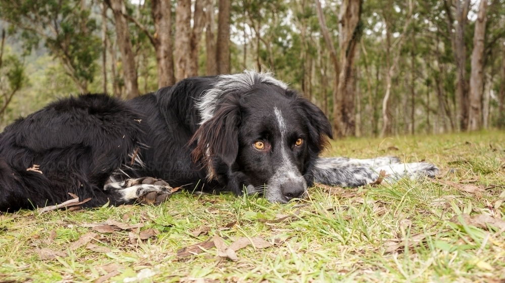 Dog laying on grass looking at camera - Australian Stock Image