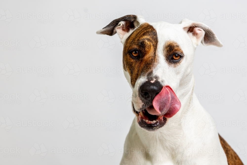 Dog licking lips - Australian Stock Image