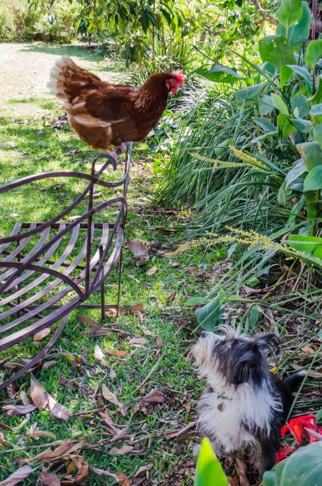 Dog looking at chook sitting on chair - Australian Stock Image