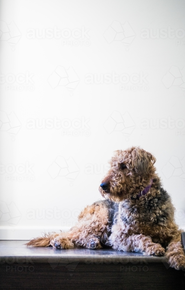 Dog looking out window on stairs - Australian Stock Image